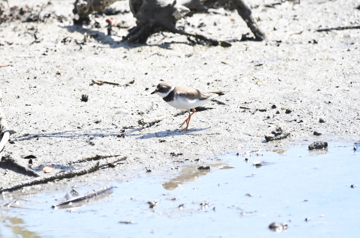 Semipalmated Plover - ML620099768