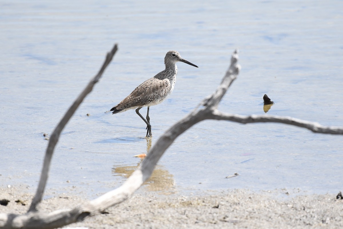 Willet - ML620099771