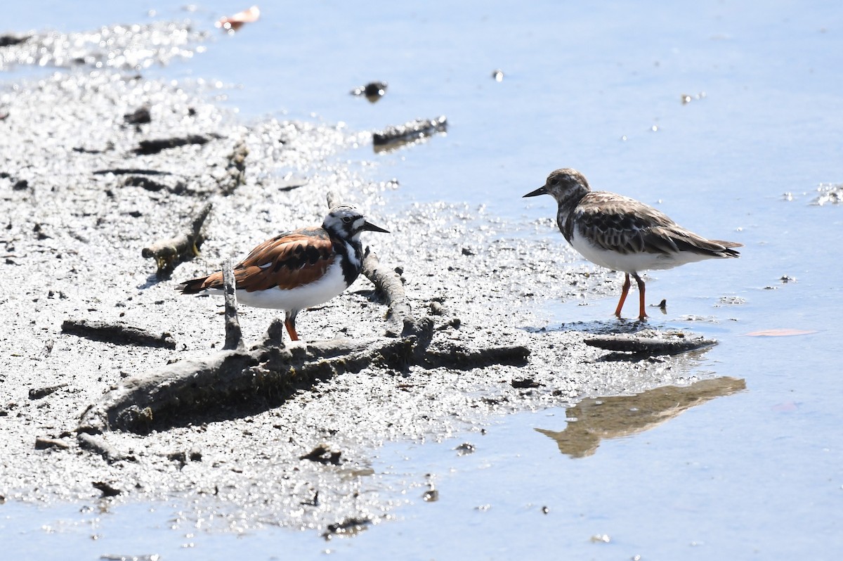 Ruddy Turnstone - ML620099773