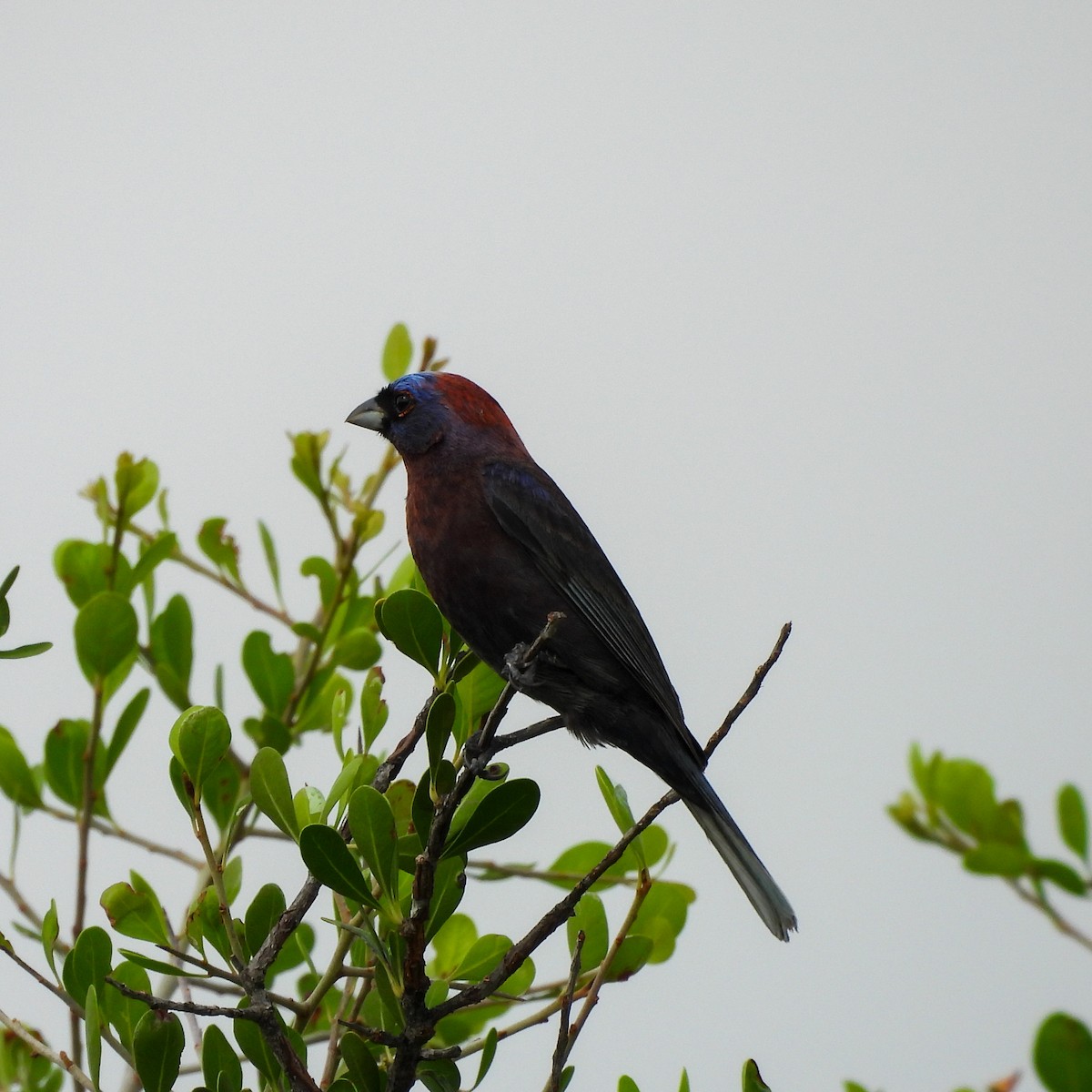 Varied Bunting - ML620099777