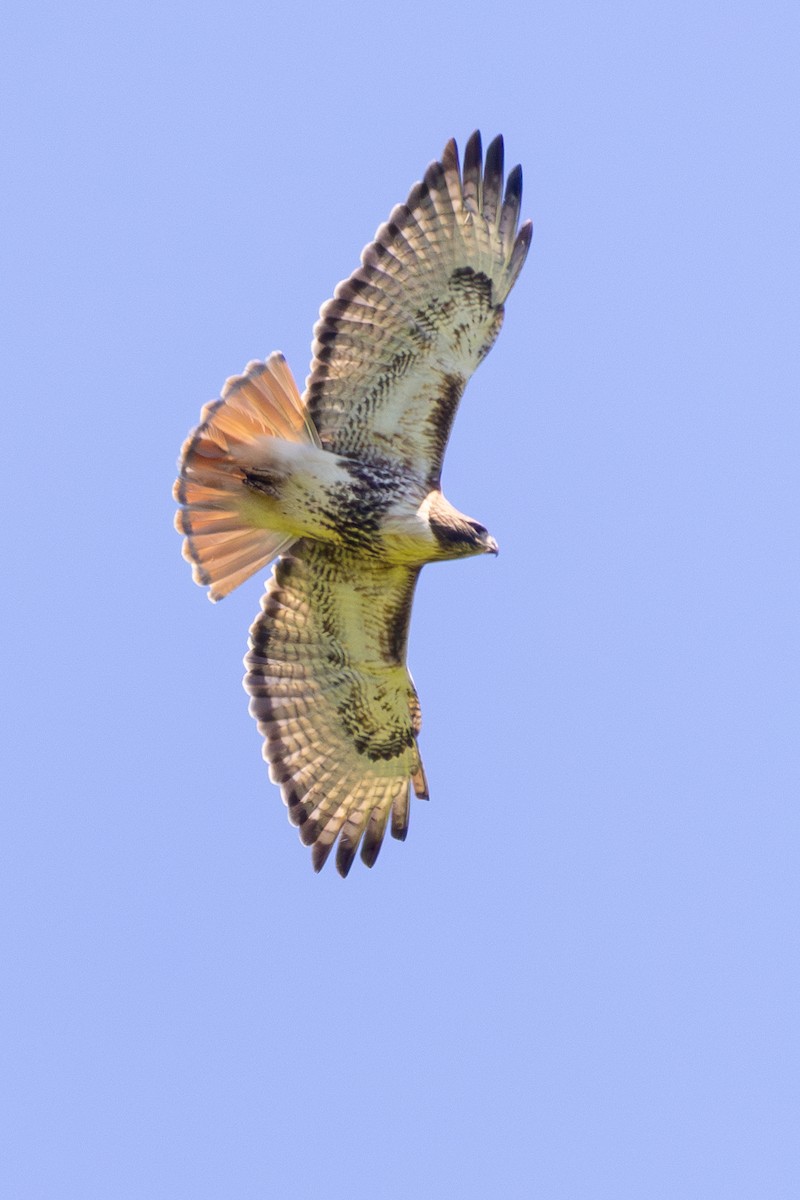 Red-tailed Hawk - ML620099782