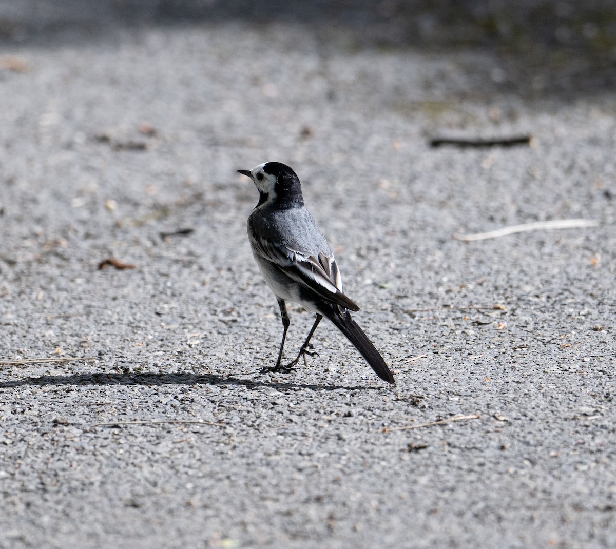 White Wagtail (White-faced) - ML620099784