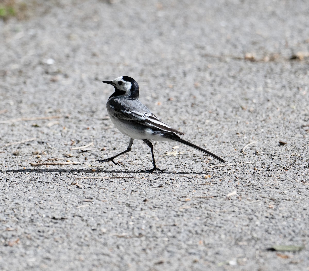 White Wagtail (White-faced) - ML620099785