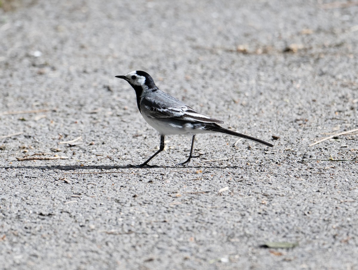 White Wagtail (White-faced) - ML620099786