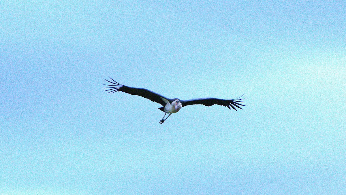 Marabou Stork - ML620099791