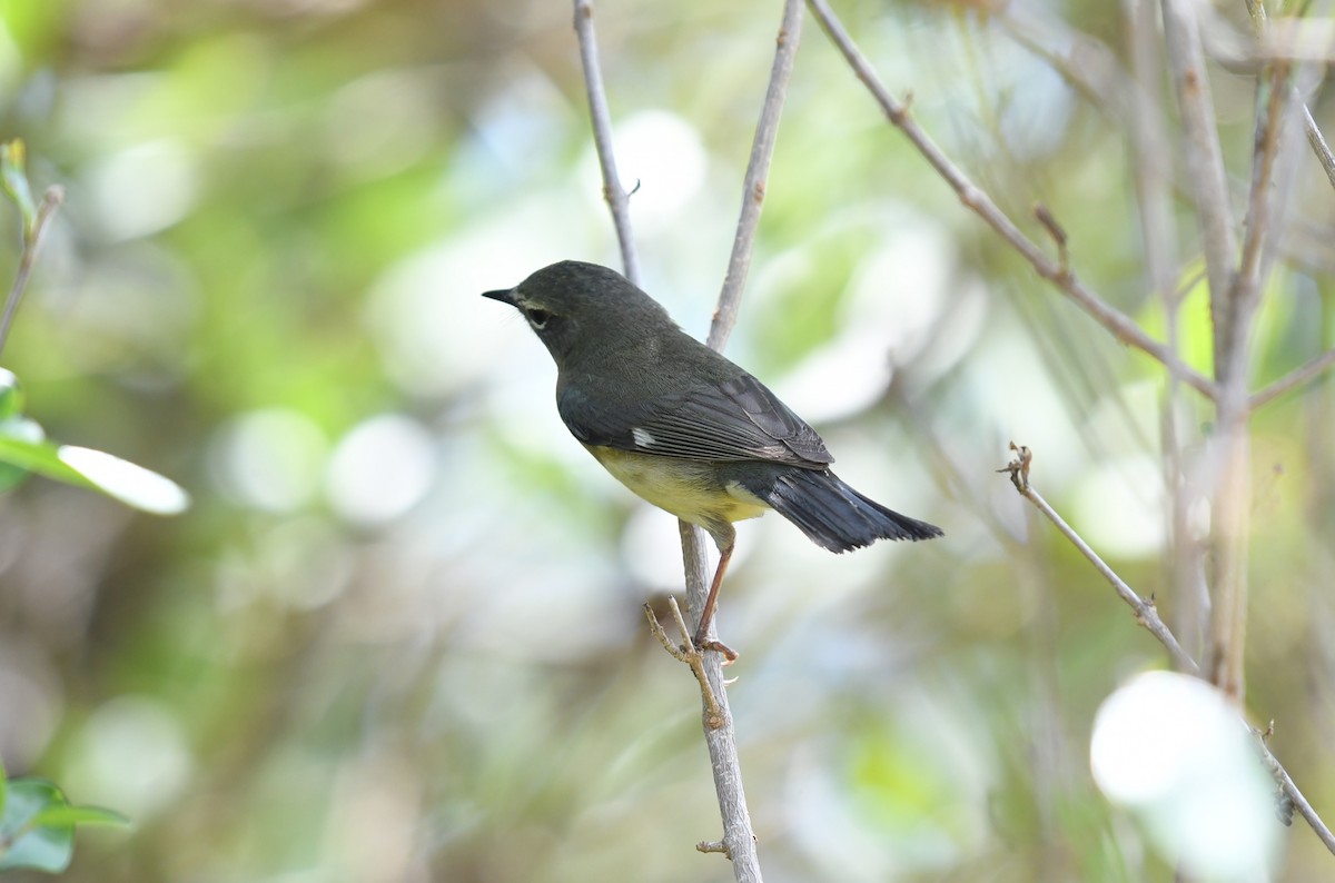 Blaurücken-Waldsänger - ML620099793