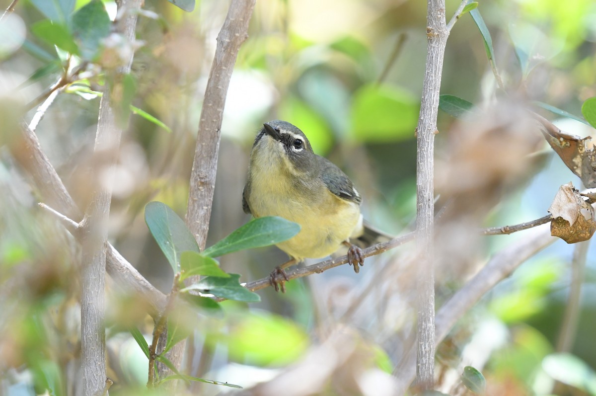 Black-throated Blue Warbler - ML620099794