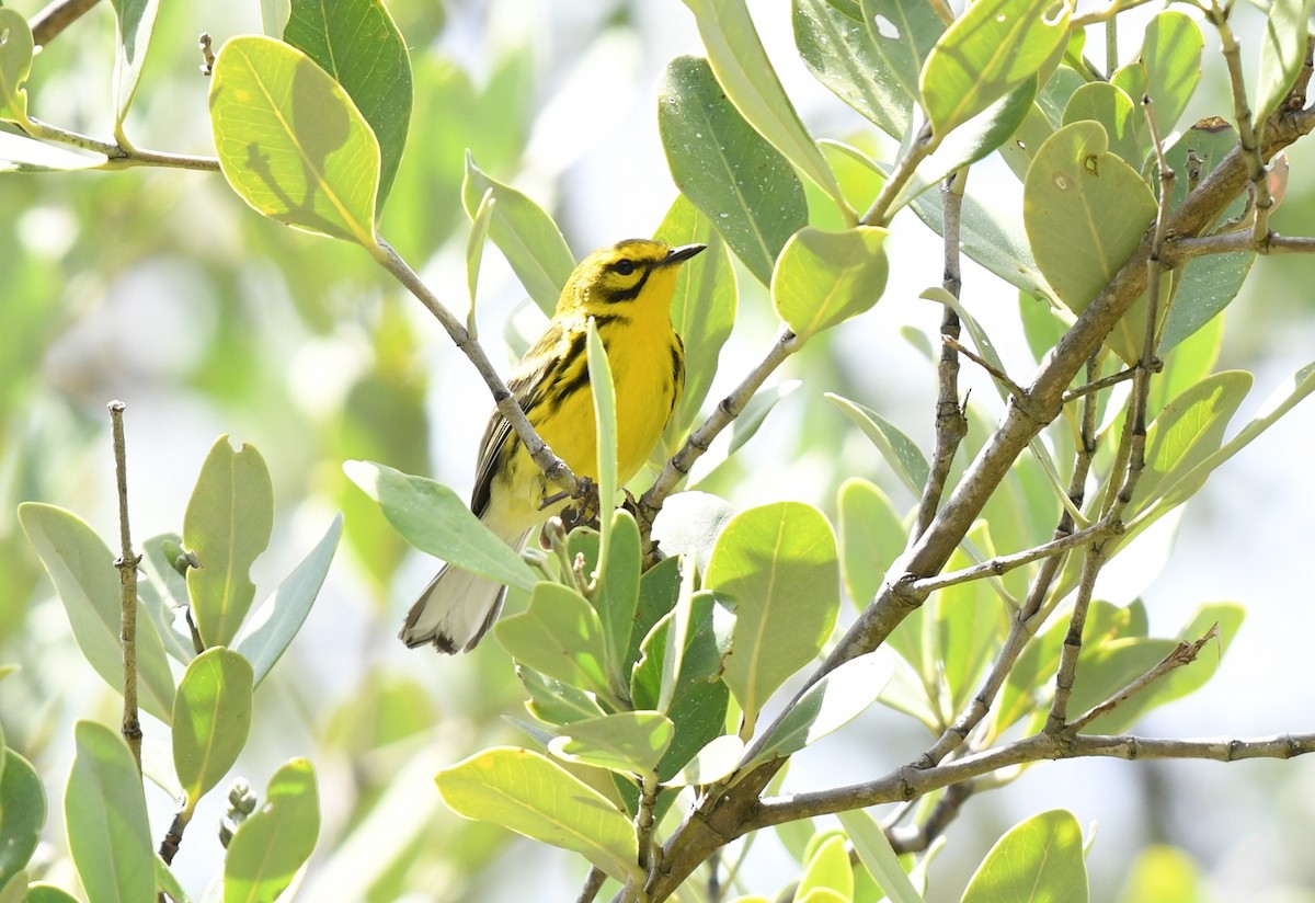 Prairie Warbler - ML620099798