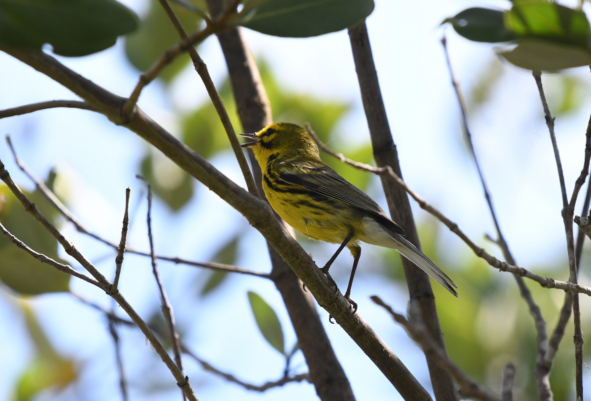 Prairie Warbler - ML620099799