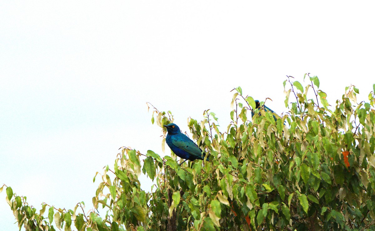 Greater Blue-eared Starling - ML620099830