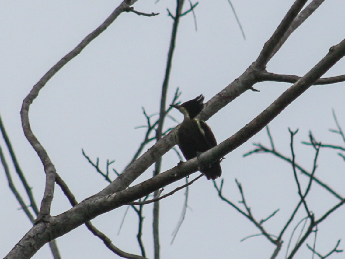 Heart-spotted Woodpecker - ML620099834
