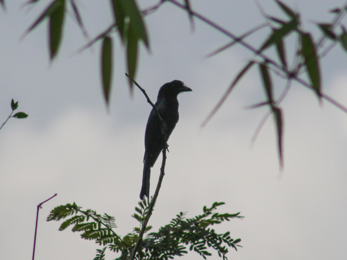 Greater Racket-tailed Drongo - ML620099838