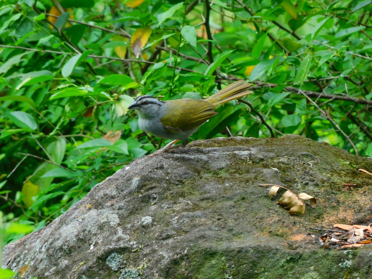 Black-striped Sparrow - ML620099839