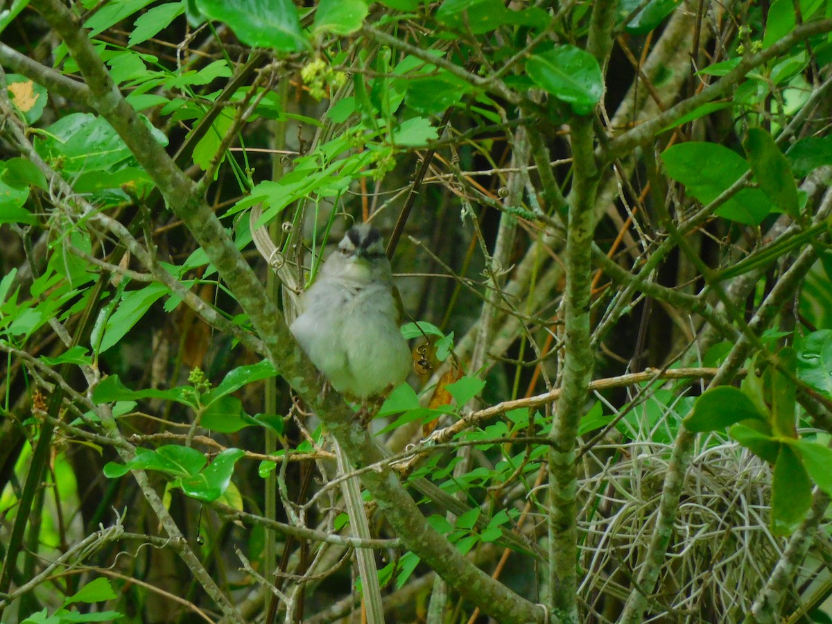 Black-striped Sparrow - ML620099841