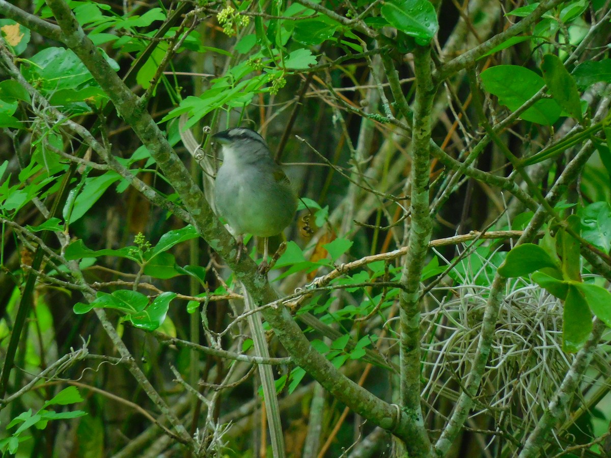 Black-striped Sparrow - ML620099842