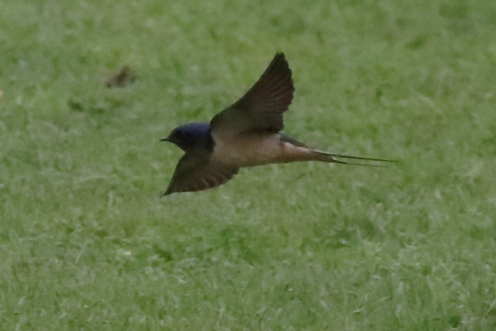 Barn Swallow - ML620099854
