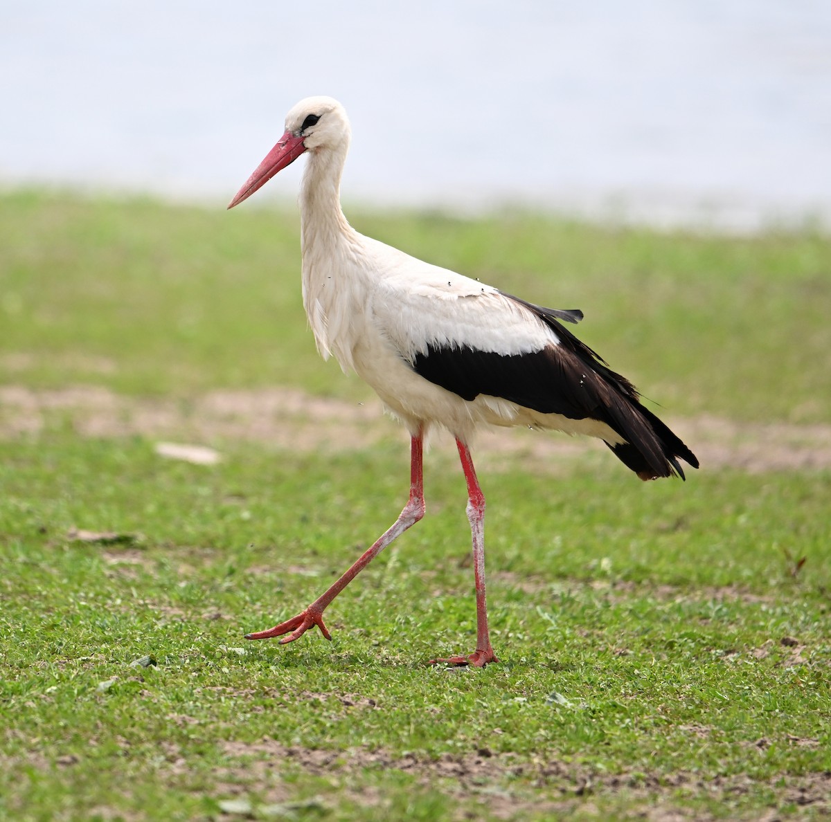 White Stork - ML620099856
