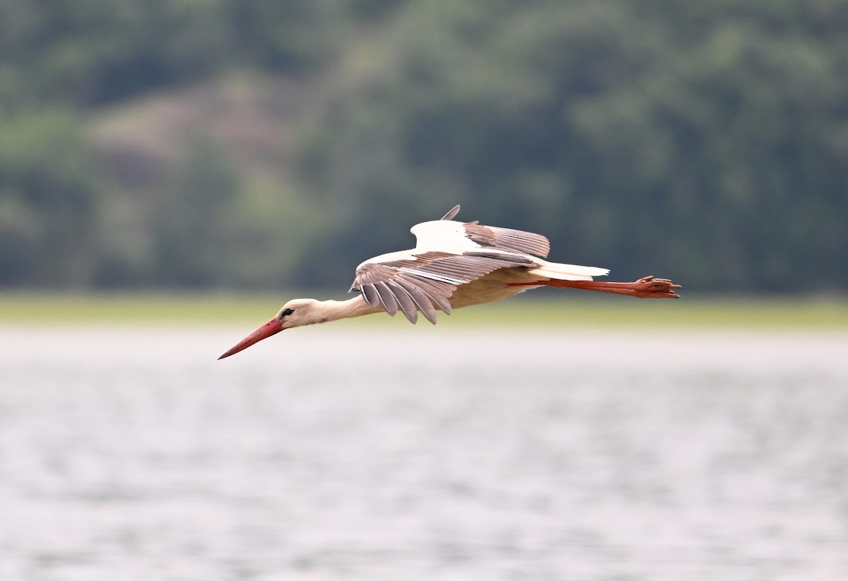 White Stork - ML620099857