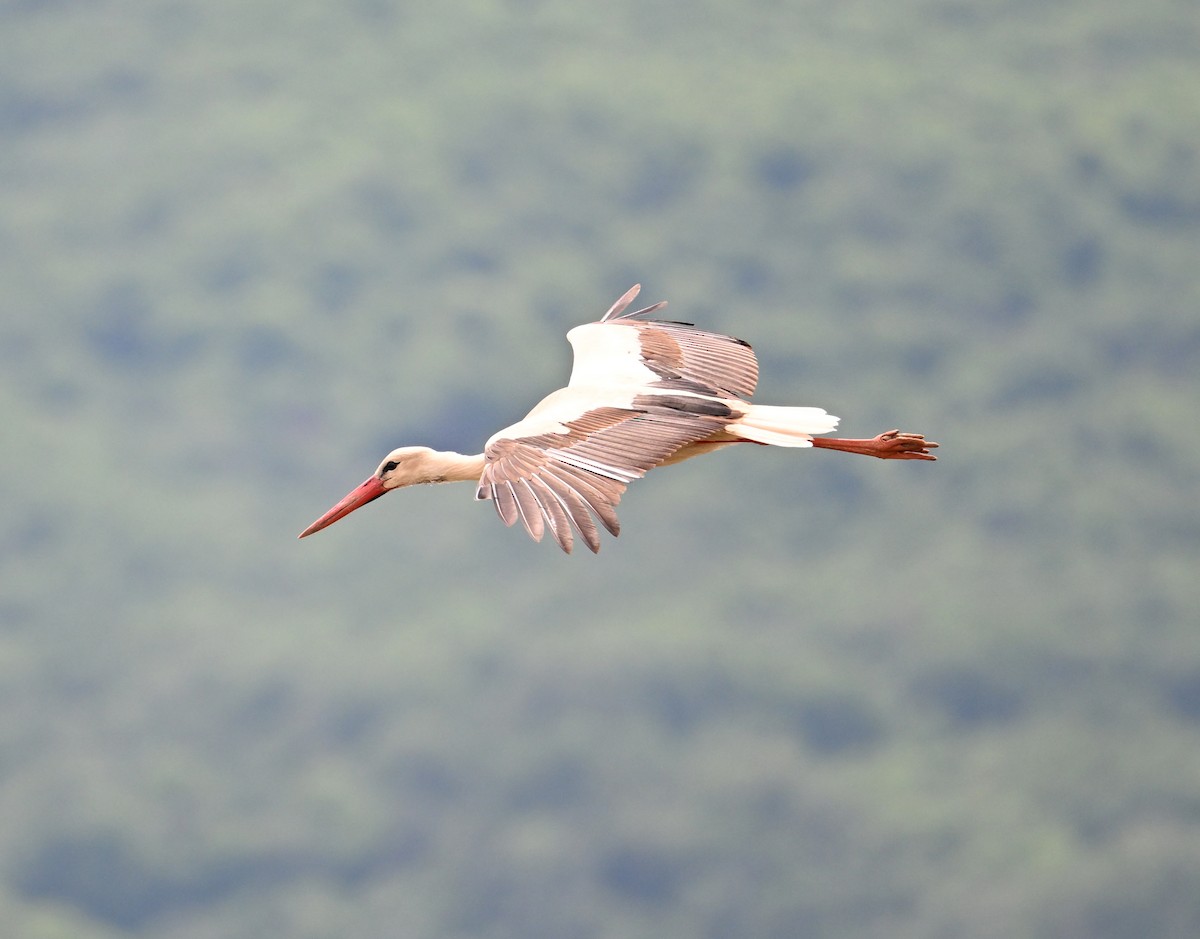 White Stork - ML620099858