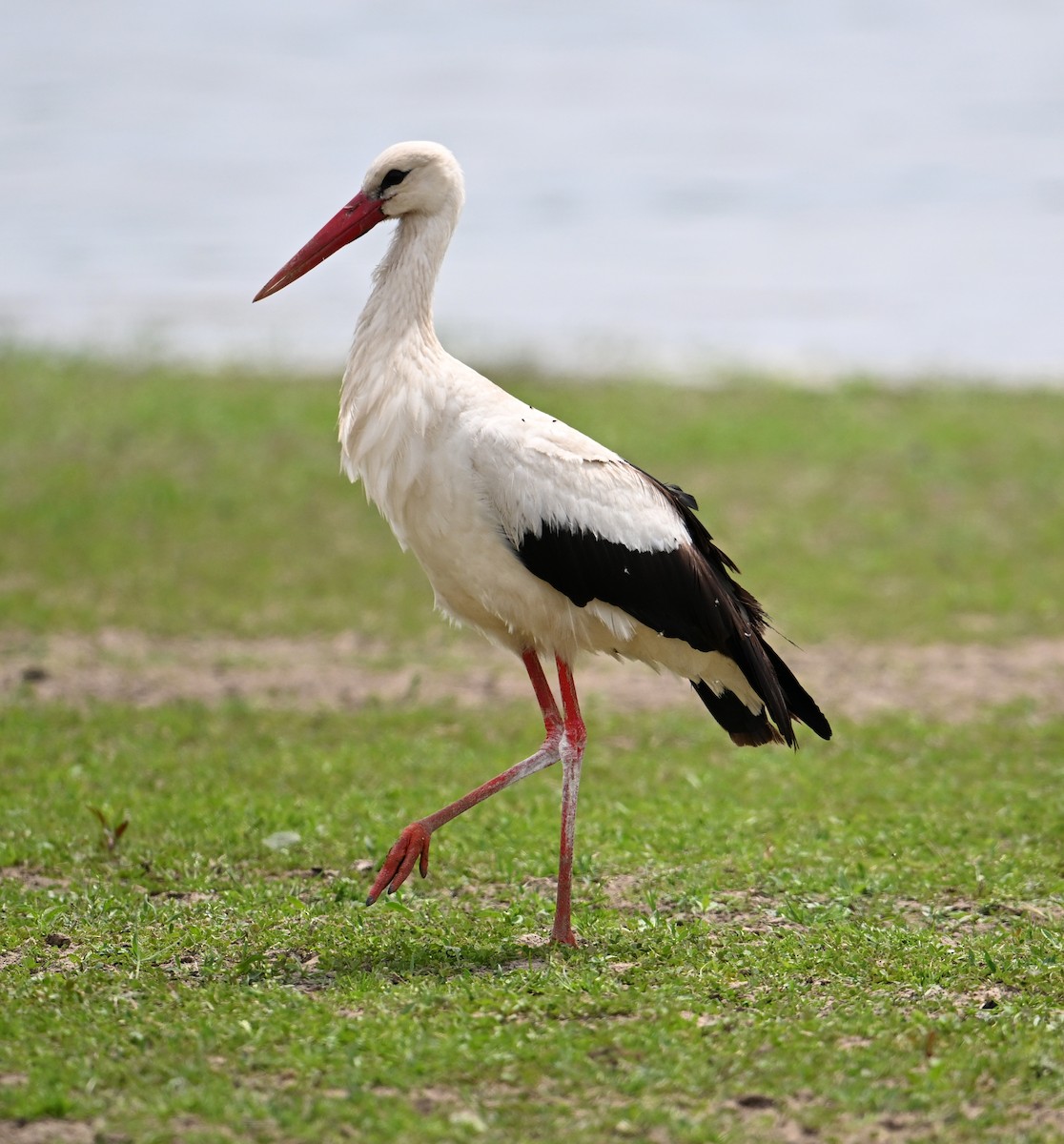 White Stork - ML620099859