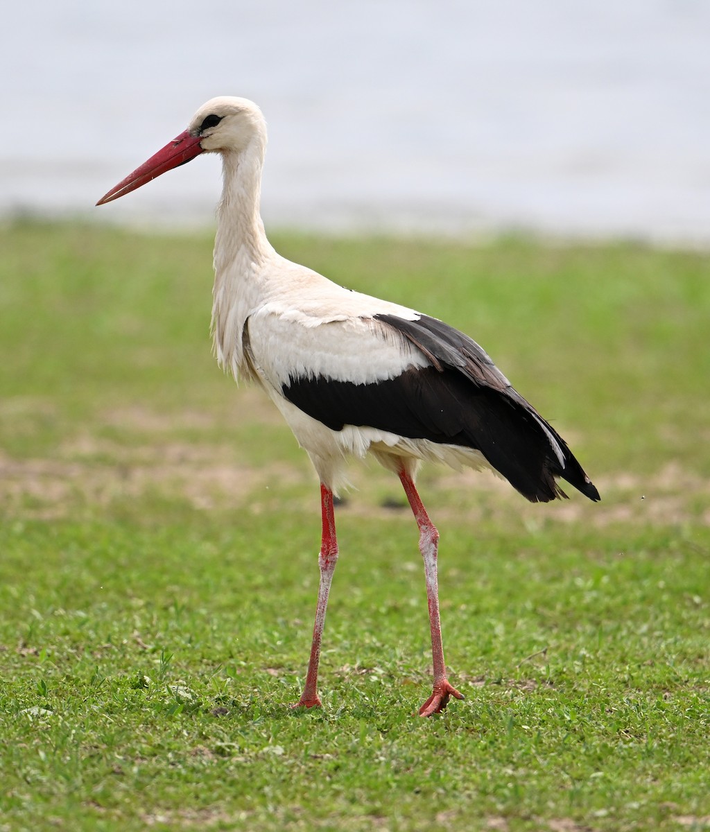 White Stork - ML620099860