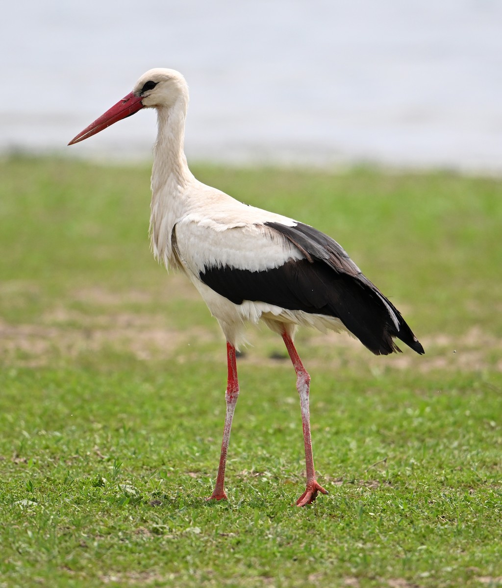 White Stork - David Darrell-Lambert