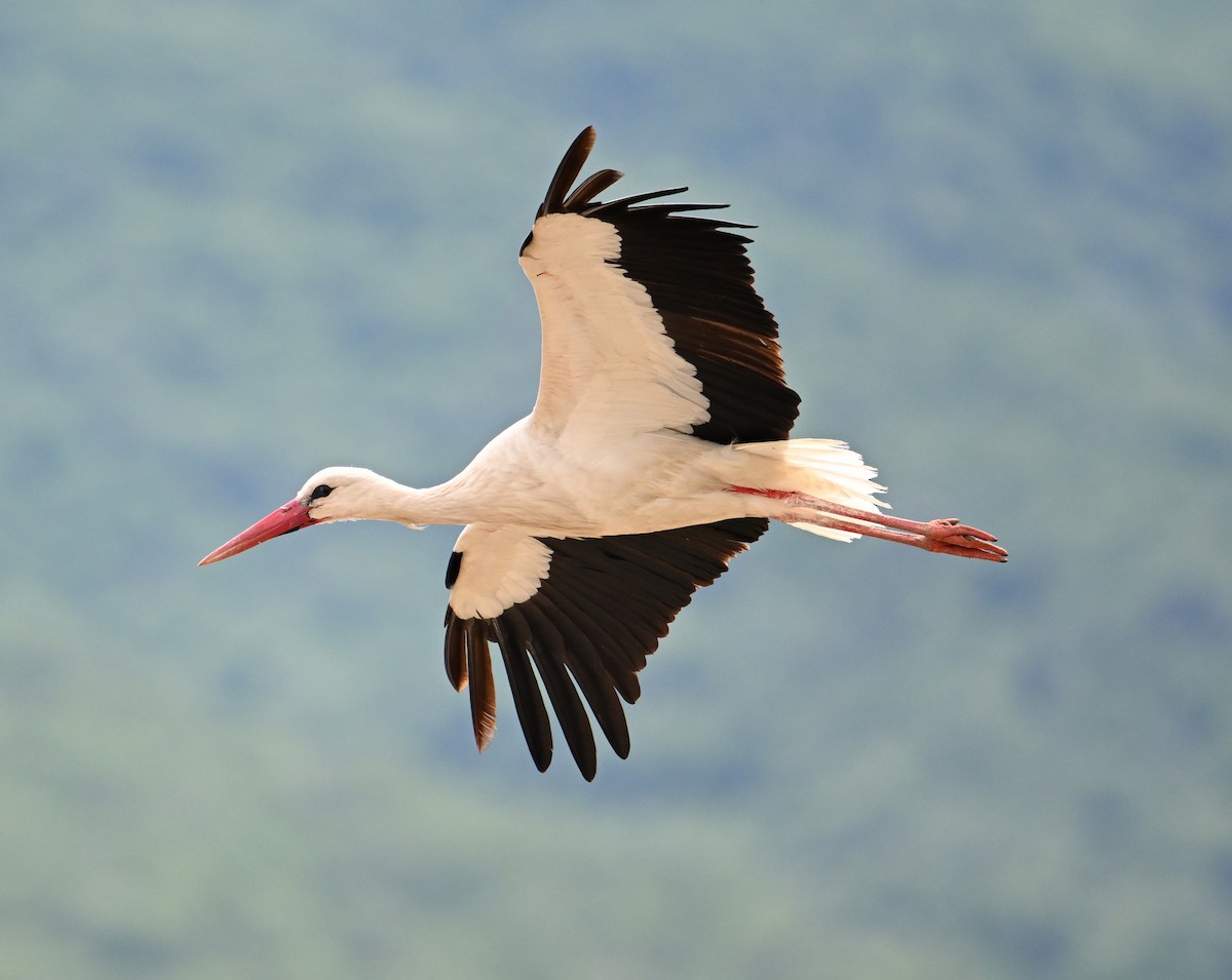 White Stork - ML620099861