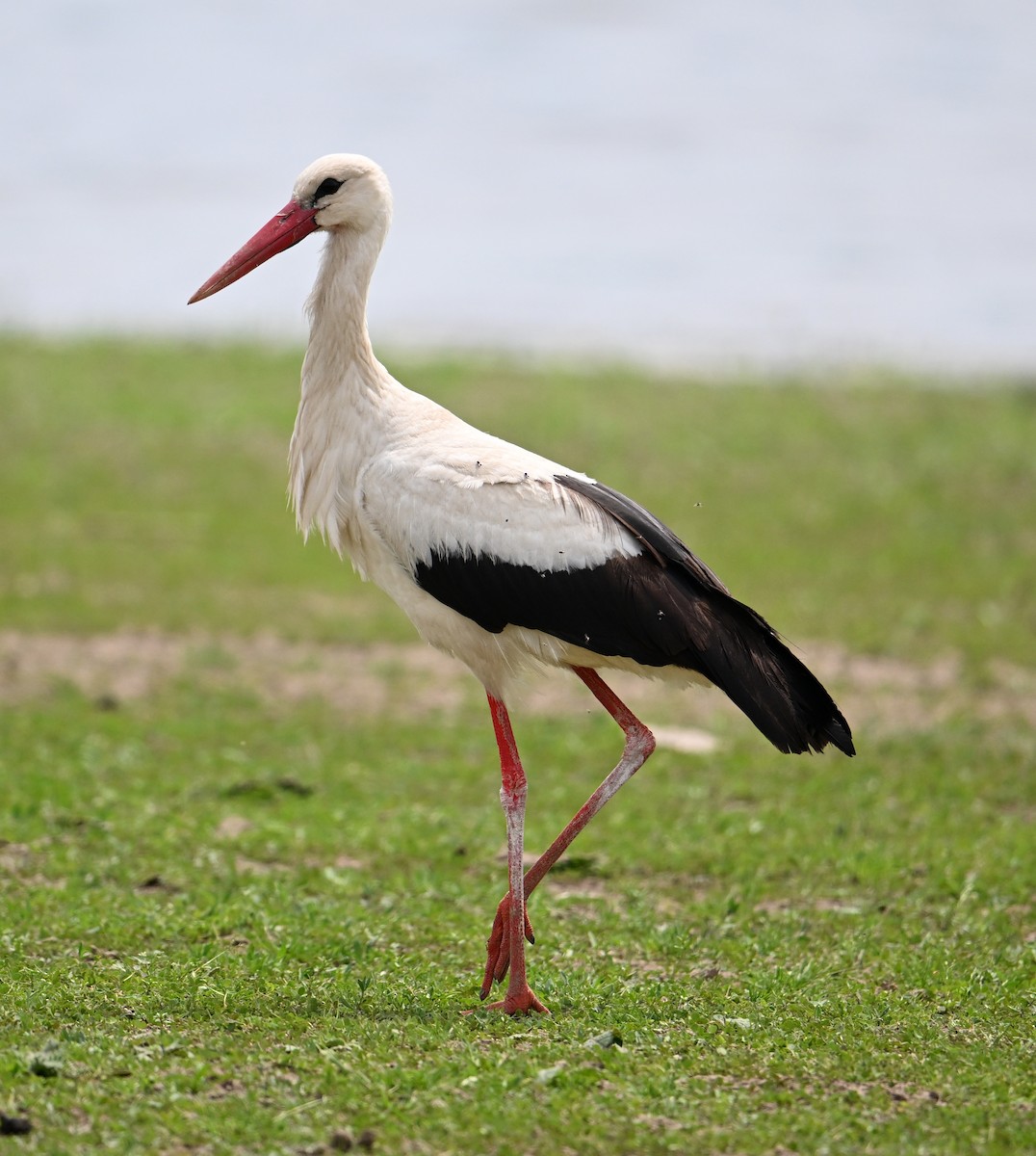 White Stork - ML620099862