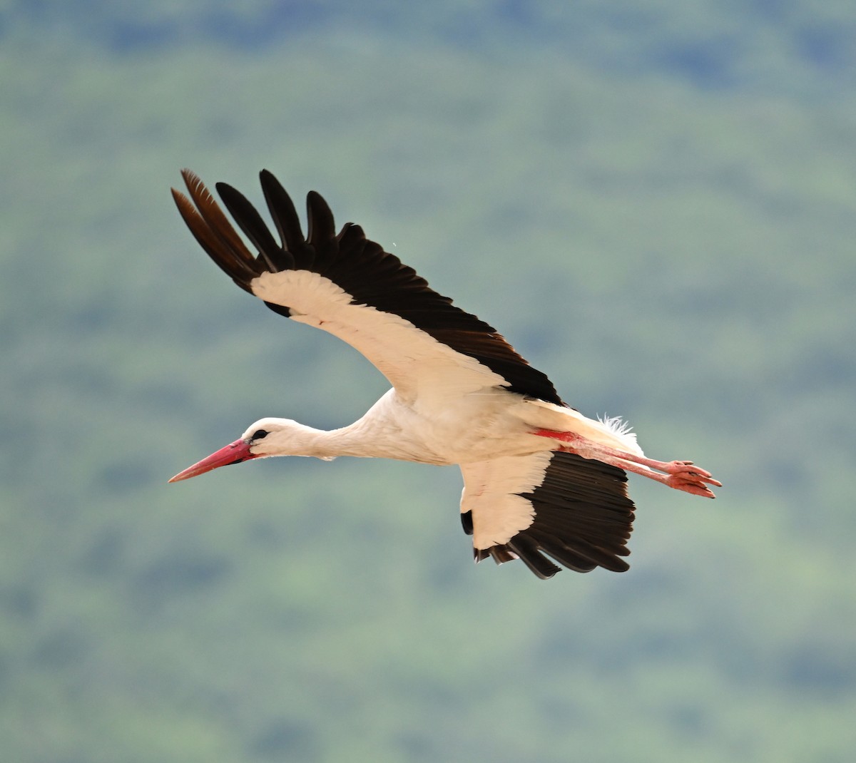 White Stork - ML620099864