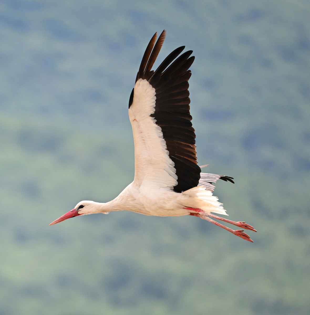 White Stork - ML620099865