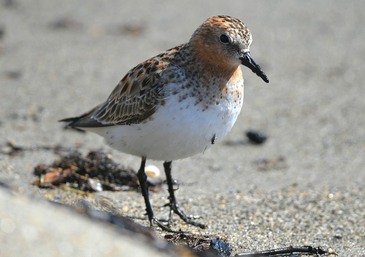 Rotkehl-Strandläufer - ML620099870