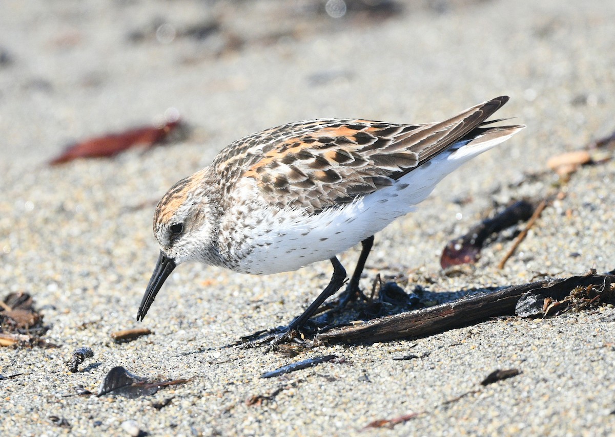 Bergstrandläufer - ML620099881