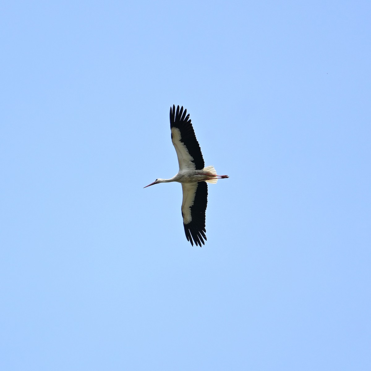 White Stork - ML620099895
