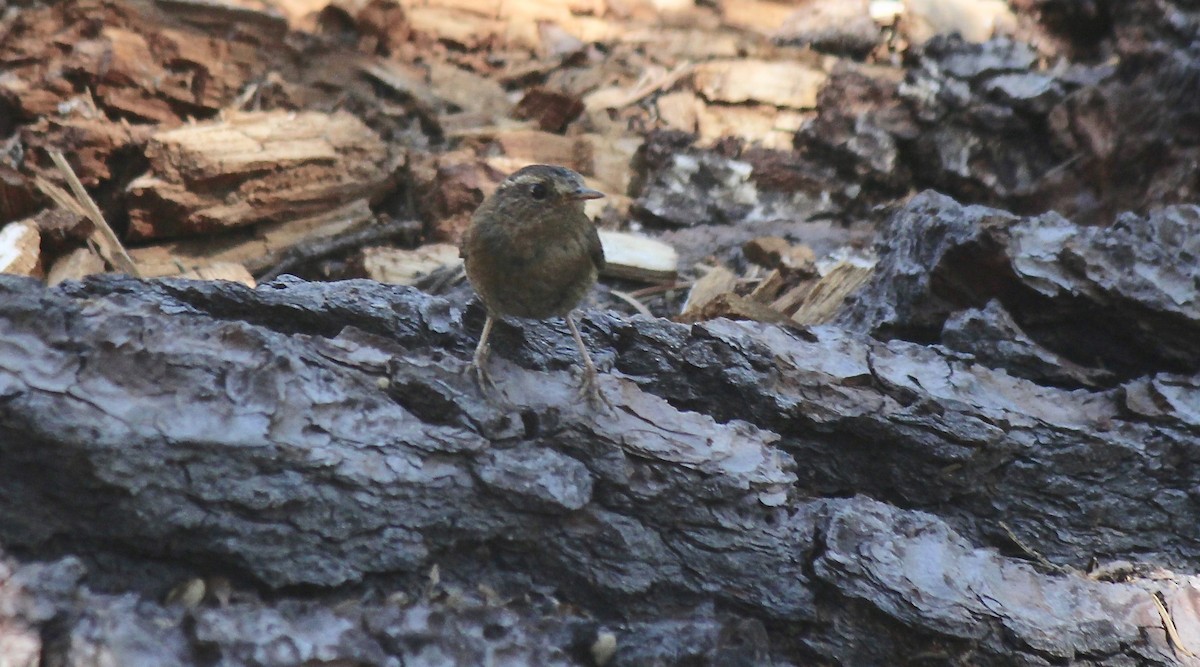 Pacific Wren (pacificus Group) - ML62009991