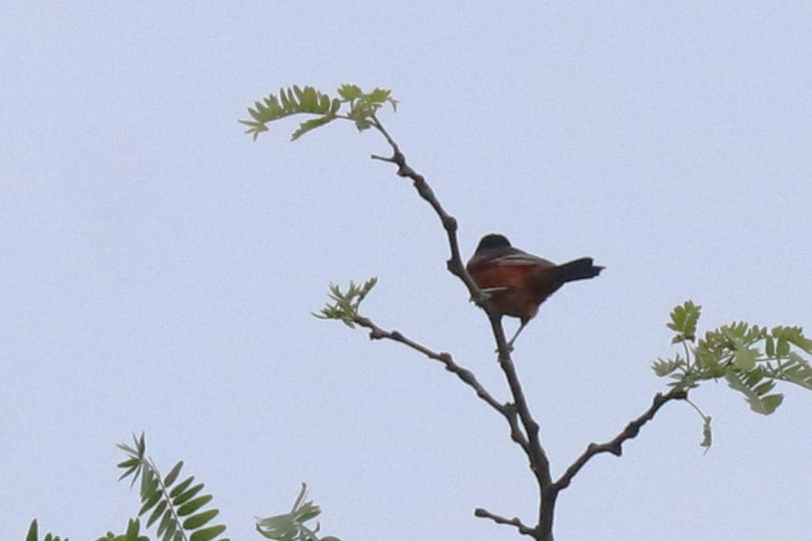 Orchard Oriole - ML620099915