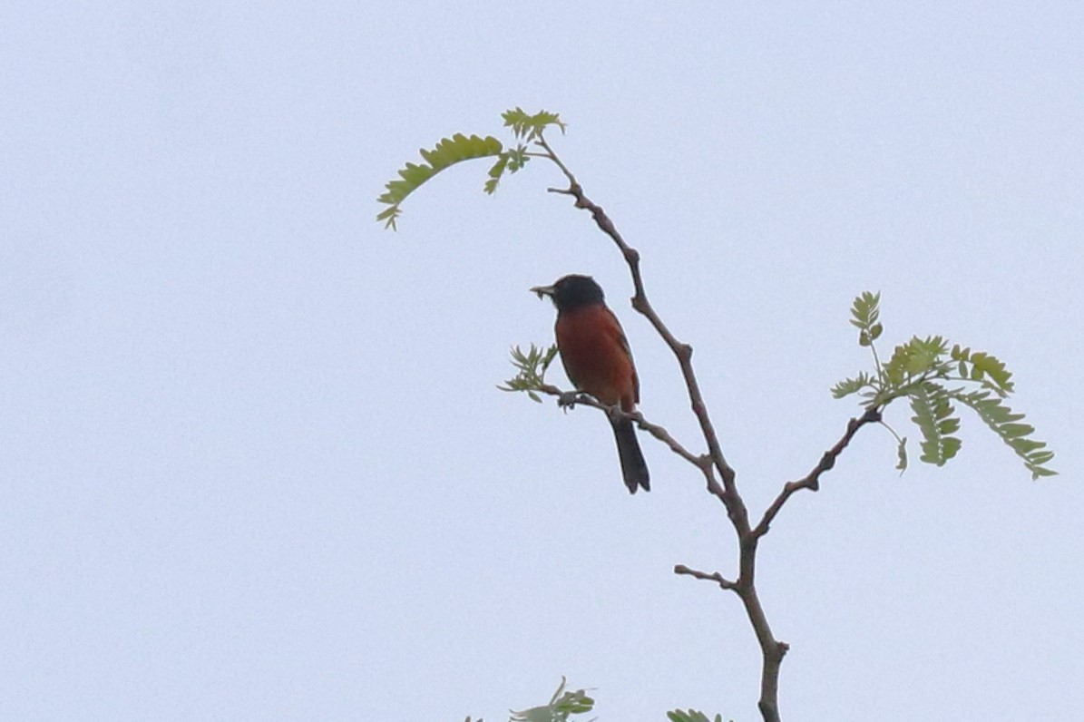 Orchard Oriole - ML620099918