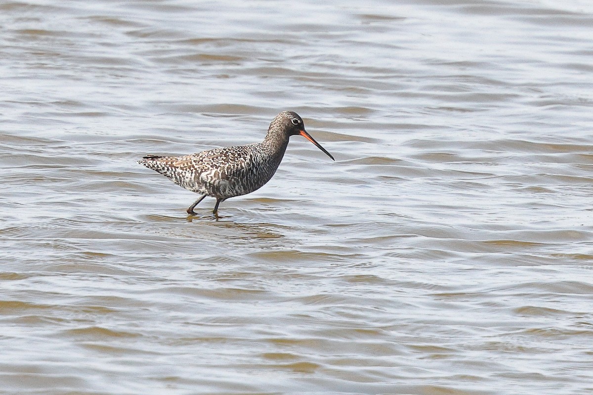 Spotted Redshank - ML620099930