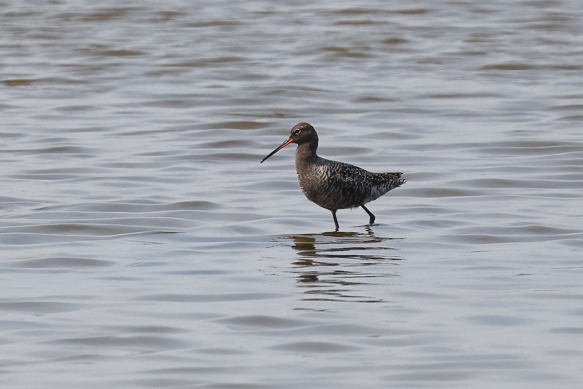 Spotted Redshank - ML620099931