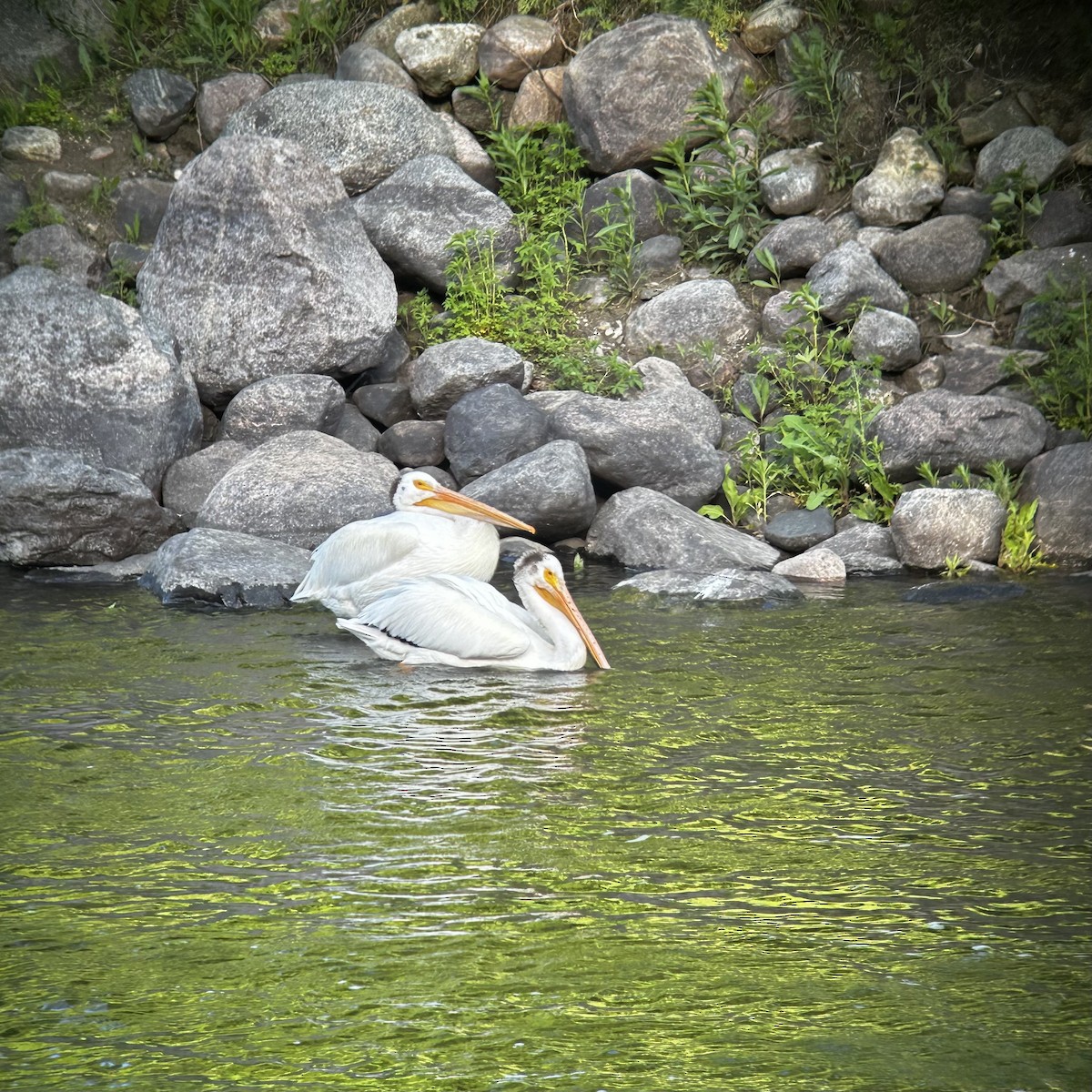 pelikán severoamerický - ML620099942