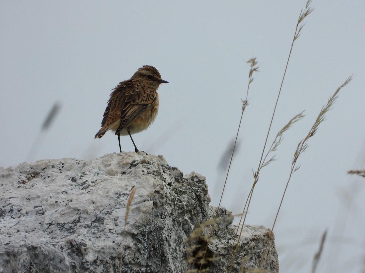 Whinchat - ML620099943