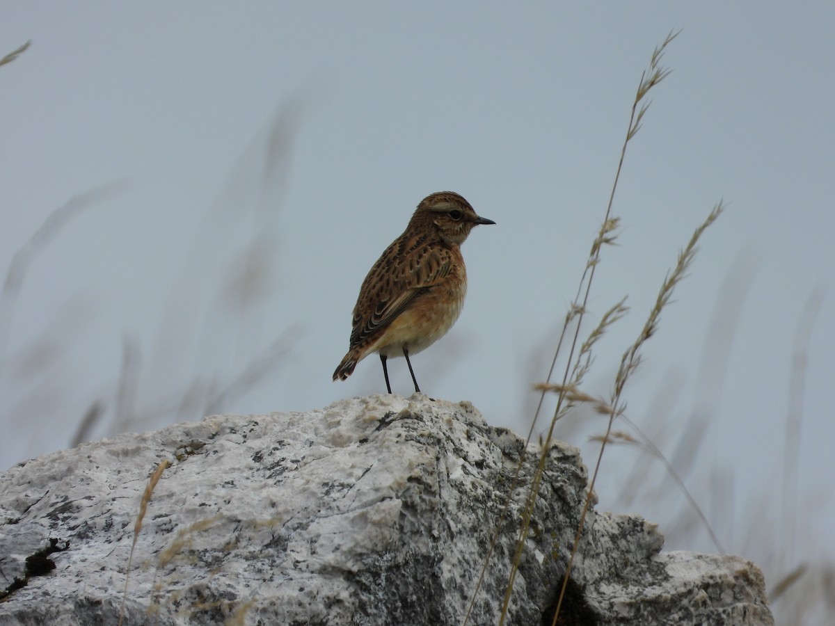 Whinchat - ML620099945
