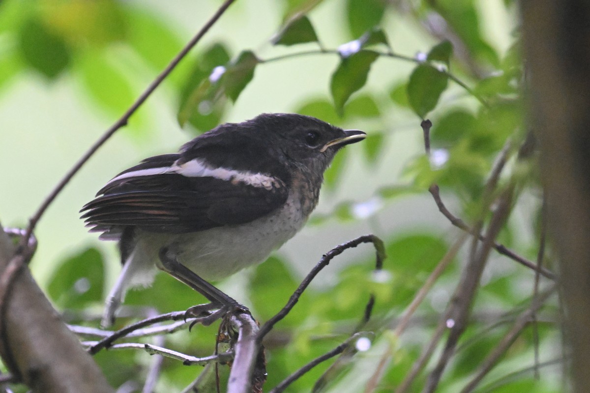Oriental Magpie-Robin (Oriental) - Ting-Wei (廷維) HUNG (洪)