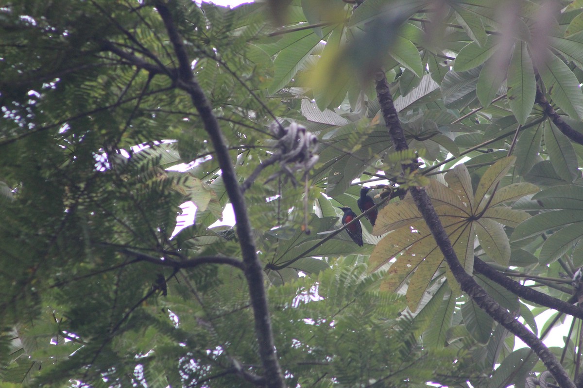 Yellow-tufted Woodpecker - ML620099951