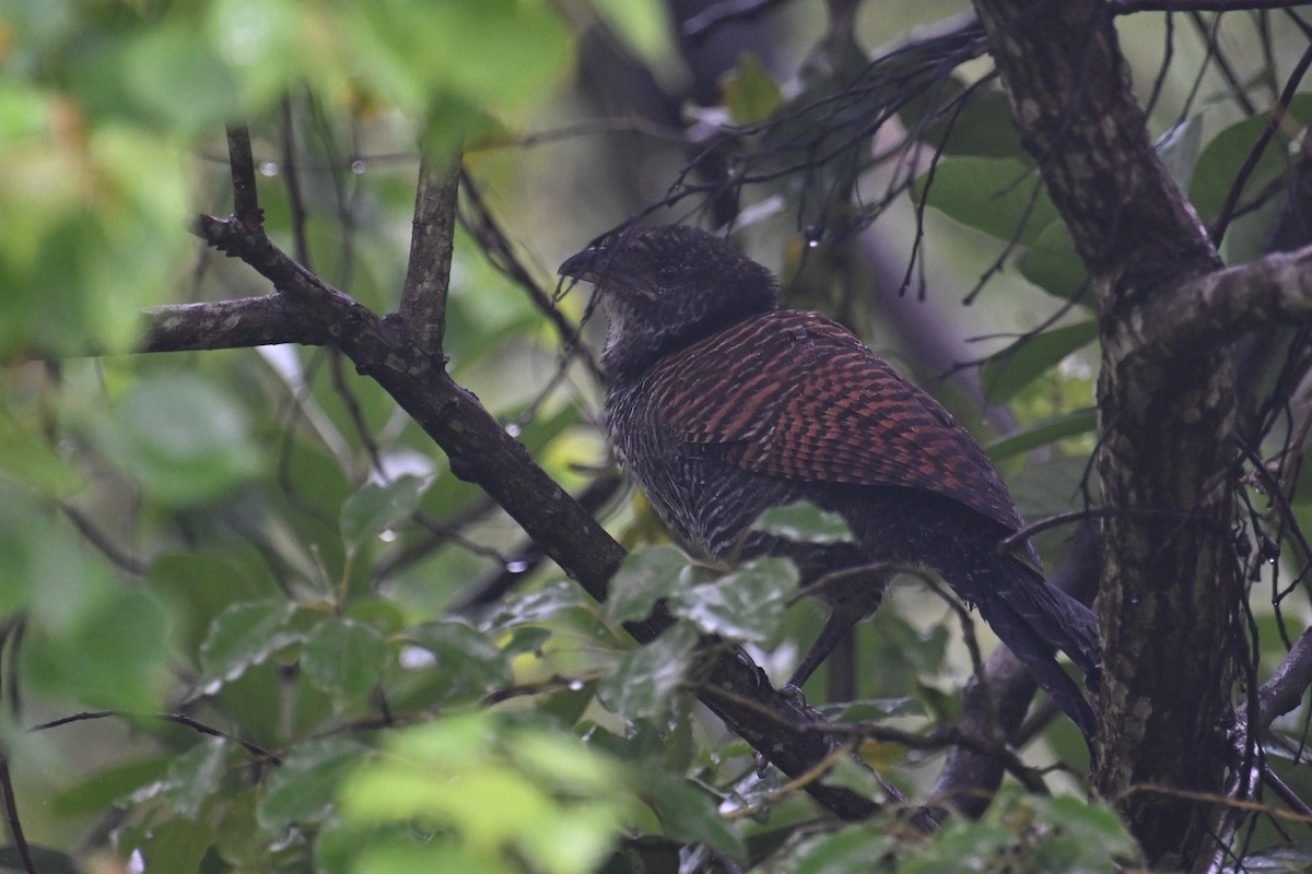 Grand Coucal (groupe sinensis) - ML620099952