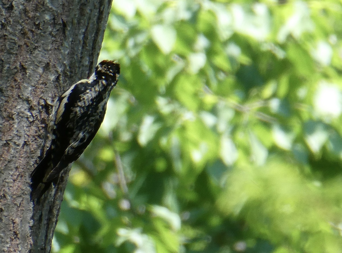 Yellow-bellied Sapsucker - ML620099953