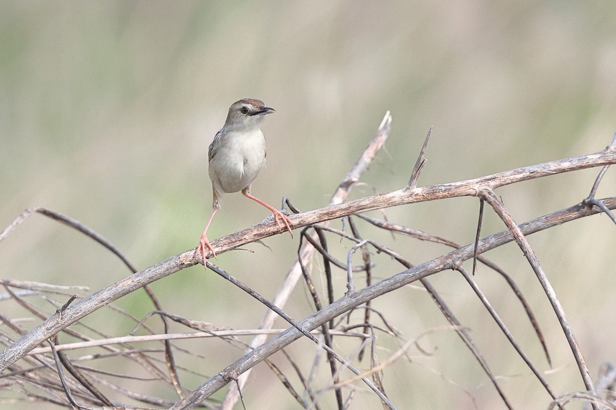 Zitting Cisticola (Double Zitting) - ML620099956