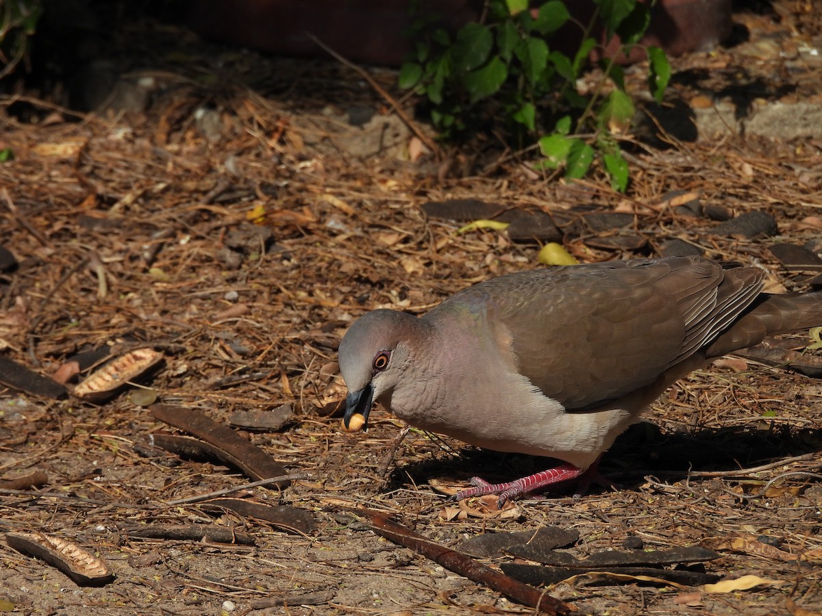 White-tipped Dove - ML620099971