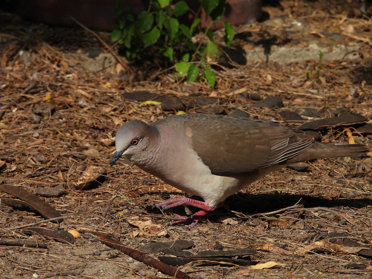 White-tipped Dove - ML620099972