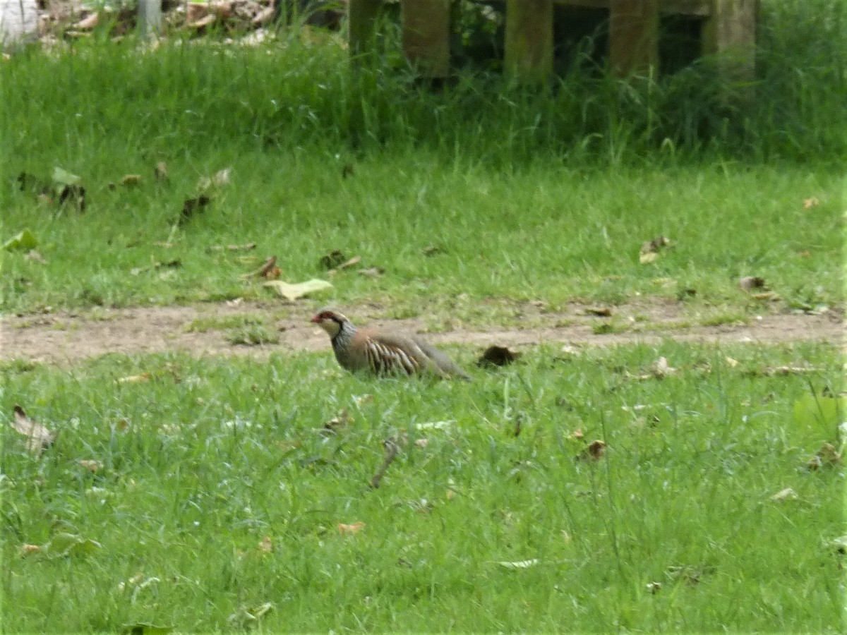 Red-legged Partridge - ML620099997