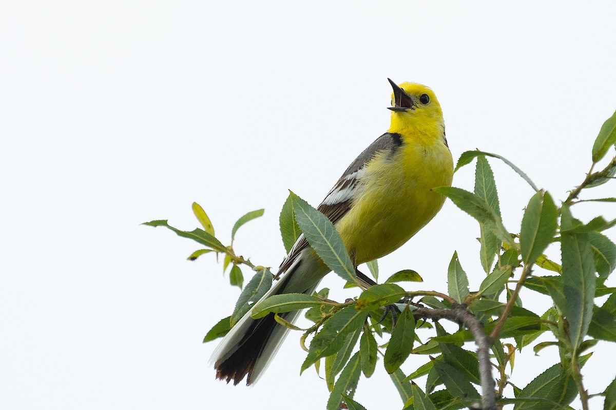 Citrine Wagtail - ML620099999